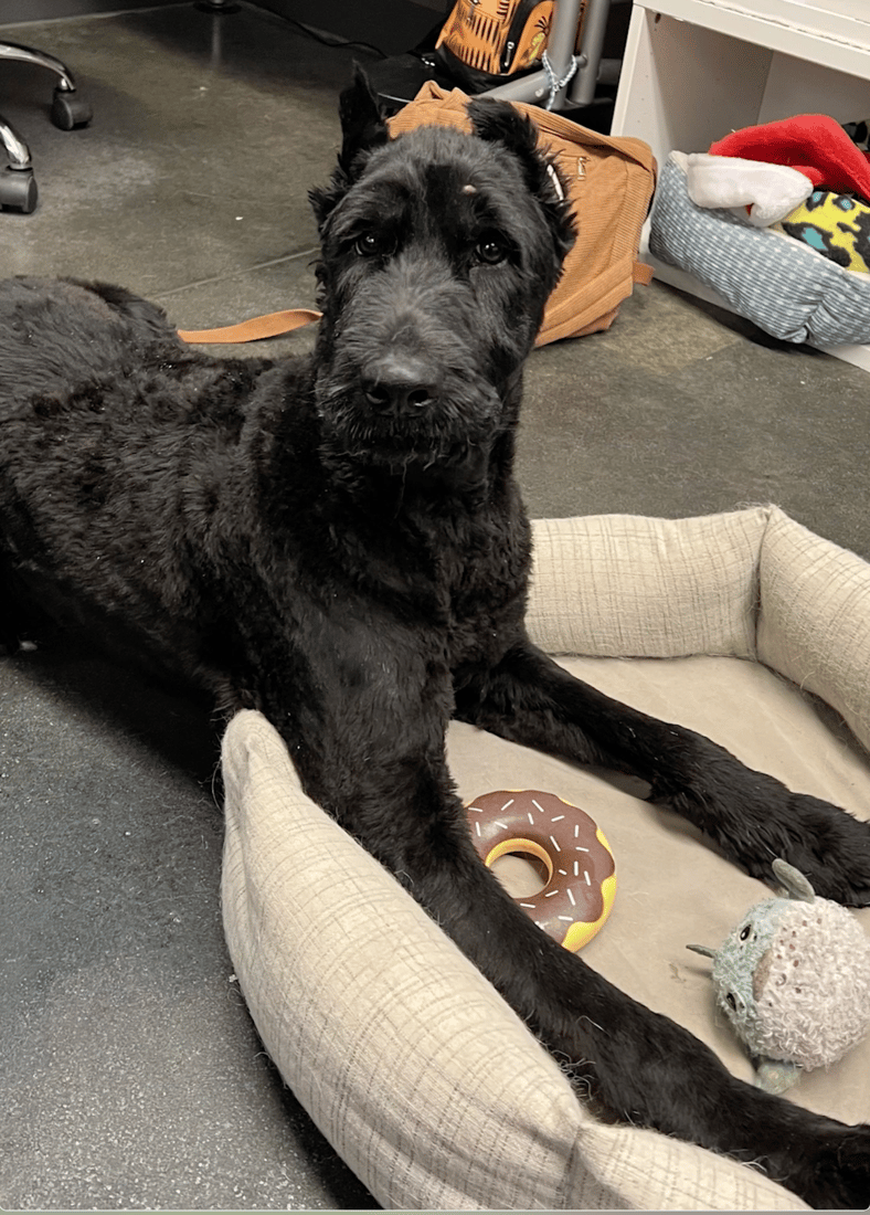 Giant Schnauzer’s Reaction to Seeing the Vet Tech Who Saved Her Life Months Before Is Pure Joy